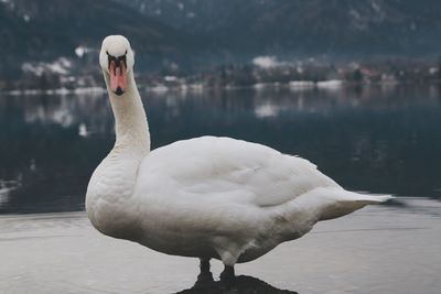 White swan in lake