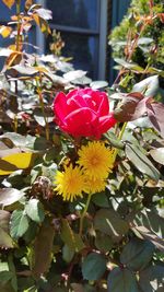 Close-up of red flowering plant