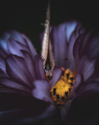 Butterfly on flower