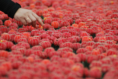 Close-up of human hand pointing red objects