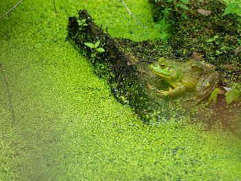 High angle view of a frog sitting on a log