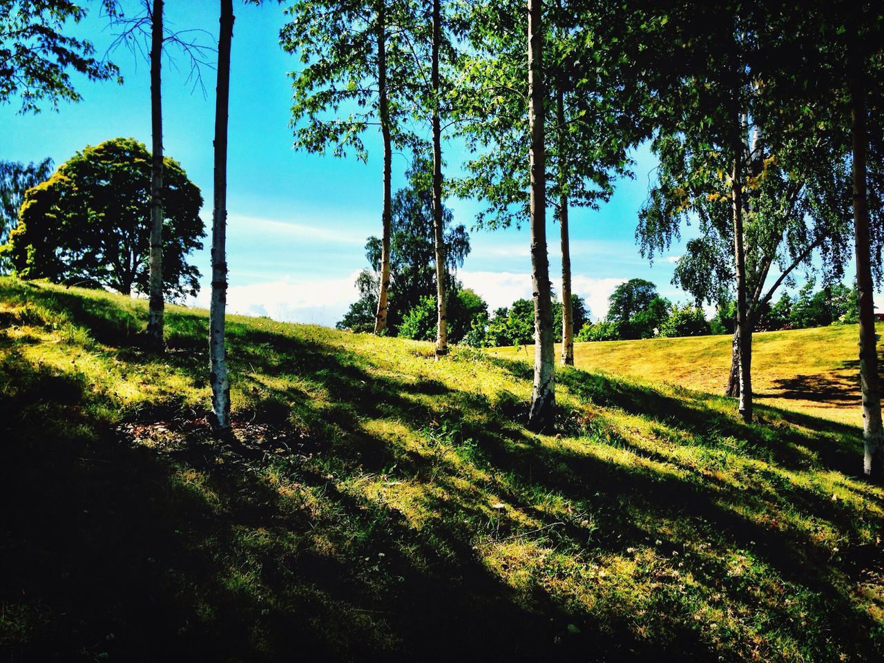 tree, grass, field, growth, tranquility, tranquil scene, green color, landscape, nature, beauty in nature, sunlight, scenics, sky, tree trunk, shadow, grassy, park - man made space, rural scene, day, no people