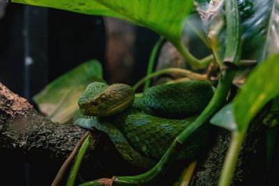 Close-up of frog on plant