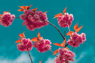 Low angle view of flower tree