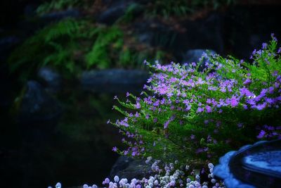 Purple flowers blooming in park