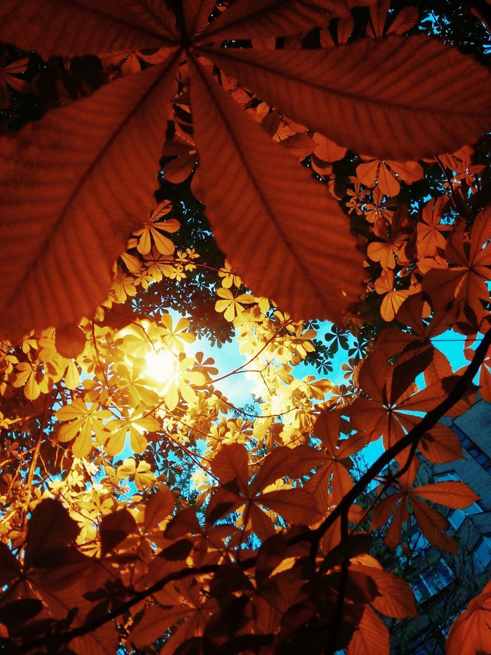 LOW ANGLE VIEW OF ILLUMINATED MAPLE LEAVES ON TREE