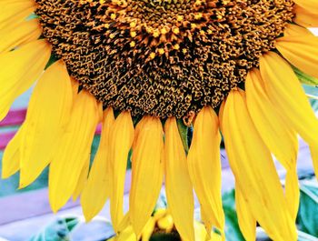 Close-up of sunflower