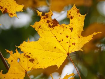 Close-up of yellow maple leaves
