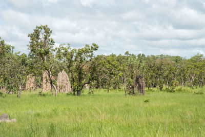 Trees on field against sky