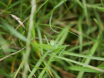 Close-up of fresh green grass