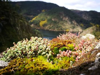 Close-up of flowers growing on landscape