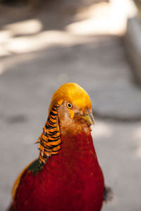 Male golden pheasant also called the chinese pheasant or chrysolophus pictus is known as a game bird