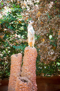 Bird perching on tree