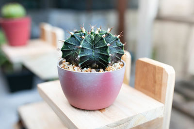 Close-up of succulent plant on table