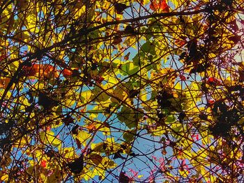 Low angle view of tree against sky during autumn