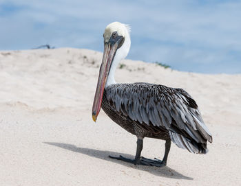 Close-up of pelican on sand