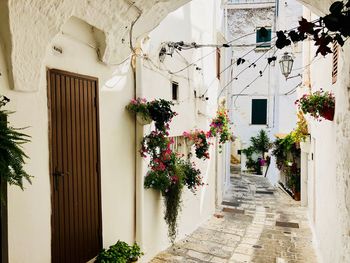 Alley amidst potted plants on building wall in town