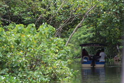 Trees in a river