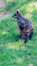 Dog on grassy field