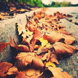 Close-up of fallen maple leaves