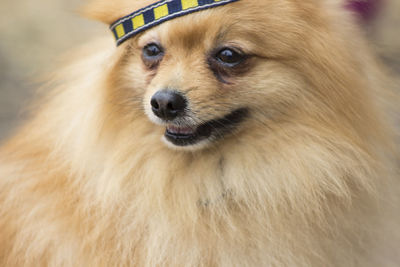 Close-up of dog looking away