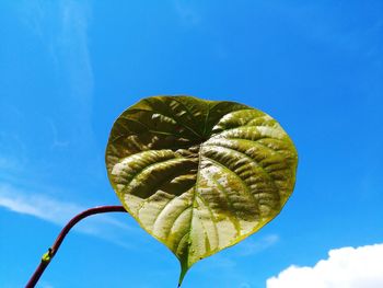Low angle view of spiral leaf against blue sky