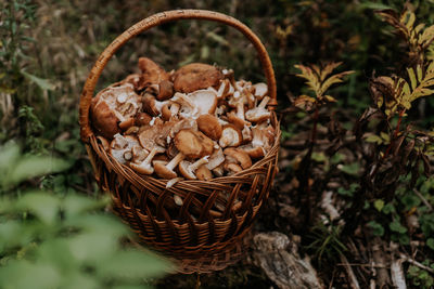 Close-up of mushrooms in basket