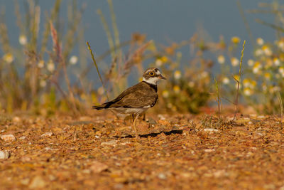 Bird perching on a field