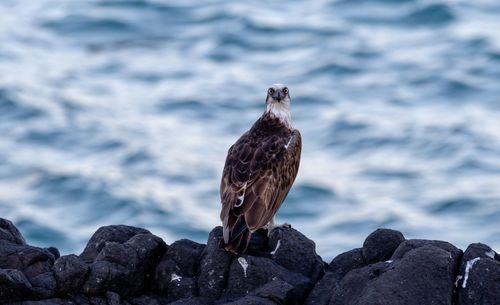 Portrait of eagle on rock