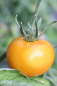 Close-up of orange