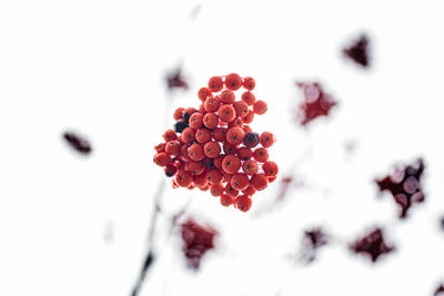 Close-up of frozen berries against white background