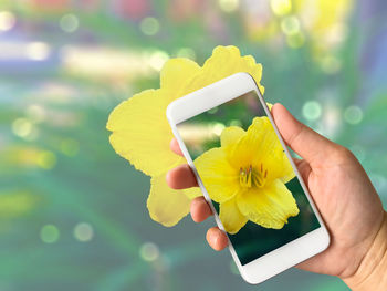 Cropped hand with picture of yellow flower on mobile phone screen