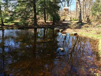 Reflection of trees in lake