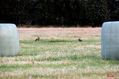 View of a bird on field