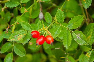 Close-up of red berries growing on tree