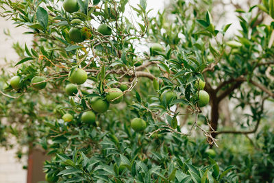 Close-up of fruits growing on tree