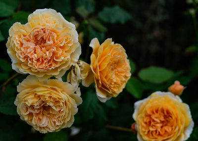 Close-up of yellow rose roses