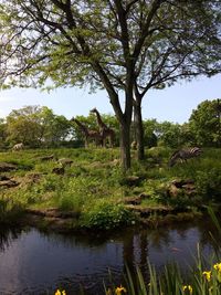 View of a lake in a forest
