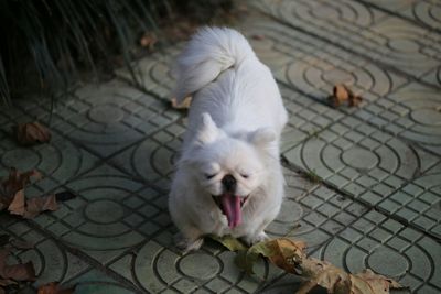 High angle view of white dog on footpath