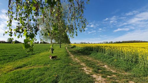 Scenic view of farm field against sky