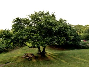 Trees in park against sky