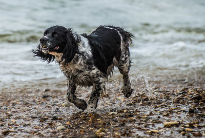 Wet dog running on shore at beach