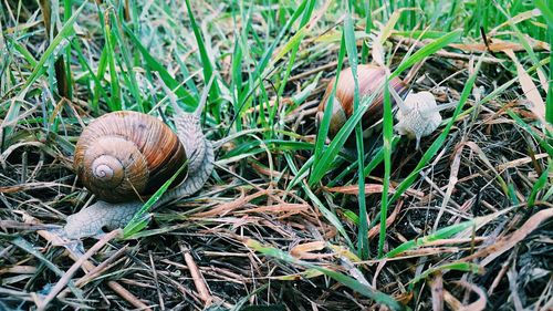 Snails on grass
