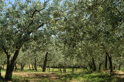 Trees on field in forest