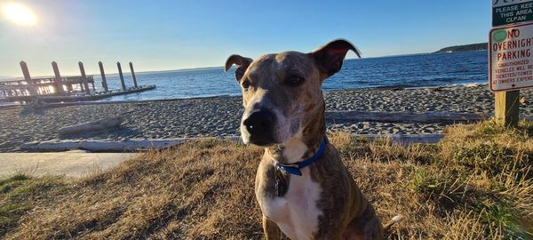 Dog on the beach