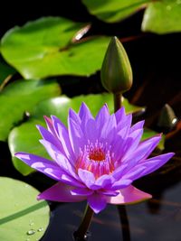 Close-up of lotus water lily