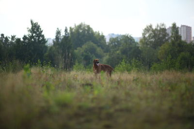 Horses in a field