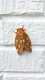 Close-up of butterfly on wall