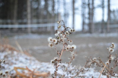 Close-up of cherry blossom tree during winter