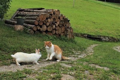 Surprisingly, the rabbit manages to scare the cats away. 